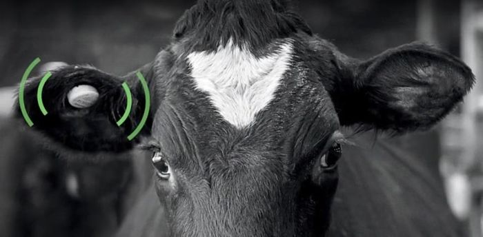 Elevage : Quand la technologie intelligente intervient pour améliorer la production animale