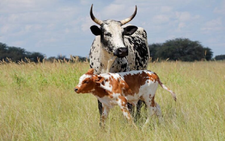 Infertilité animale : Une cause de lourdes pertes pour plusieurs éleveurs